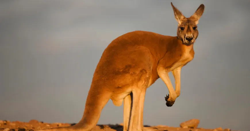 Scientists say they've produced world's first IVF kangaroo embryo