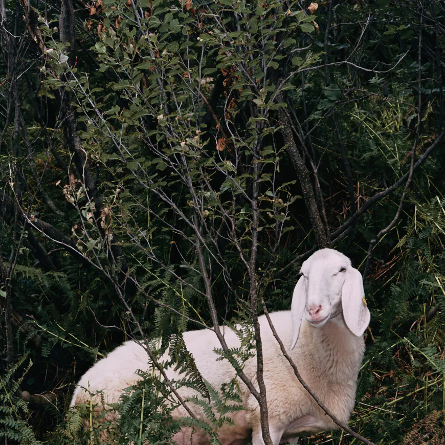 Amsterdam Exhibition Explores How Humans Shaped Sheep