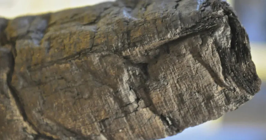 Scientists digitally "unroll" ancient scroll scorched by Mount Vesuvius