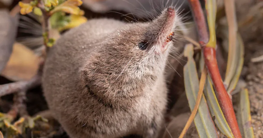 Elusive, palm-sized shrew caught on camera for the first time