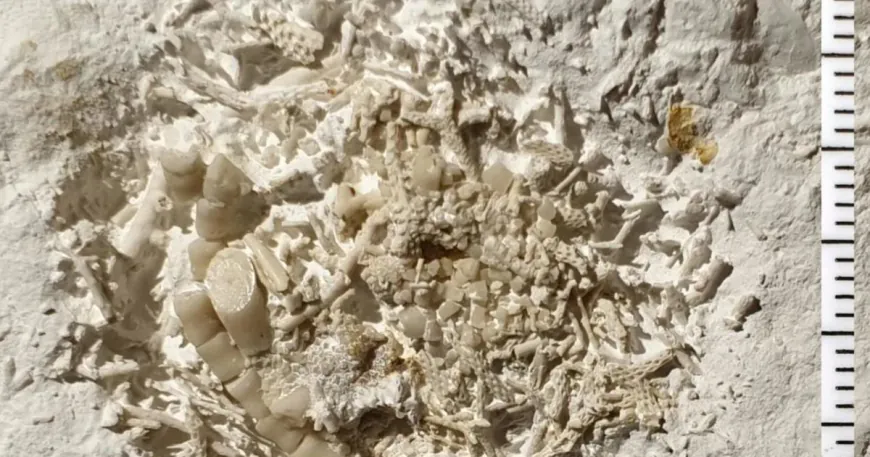 66-million-year-old vomit found by amateur fossil hunter